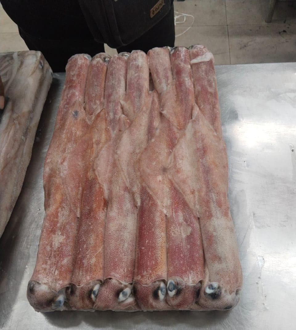 Cumi loligo Cantrang (squid loligo Cantrang) 